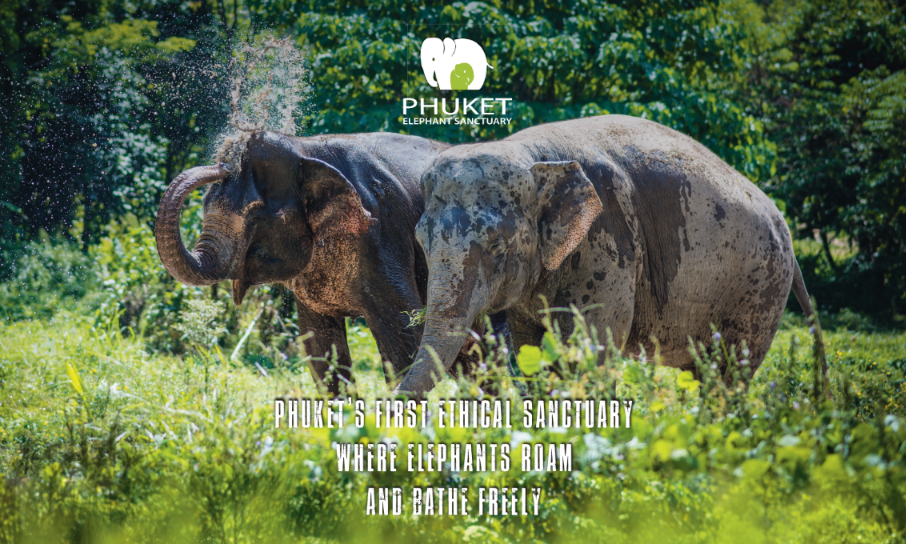 elephant-sanctuary-in-phuket